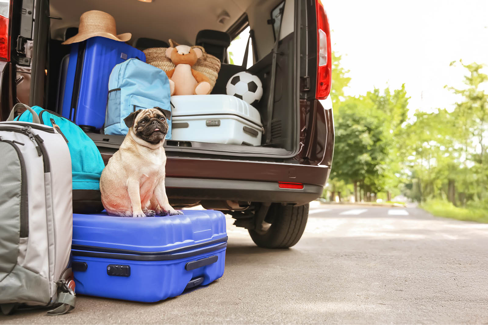 Mops und viel Reisegepäck im Kofferraum
